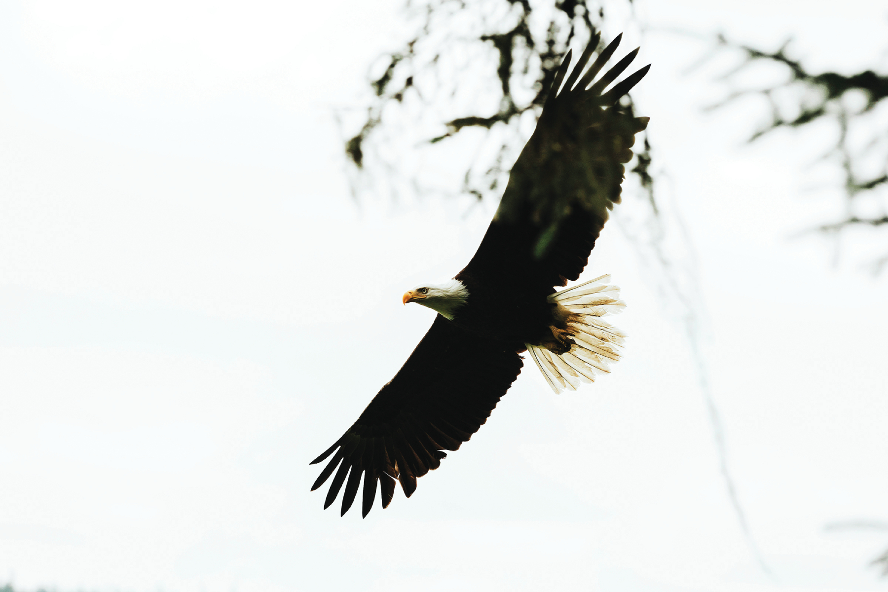 Winged Predators of Chickens and Poultry